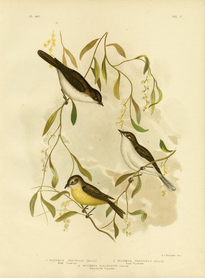 Gobemouche allié, 1891 - Gracius Broinowski